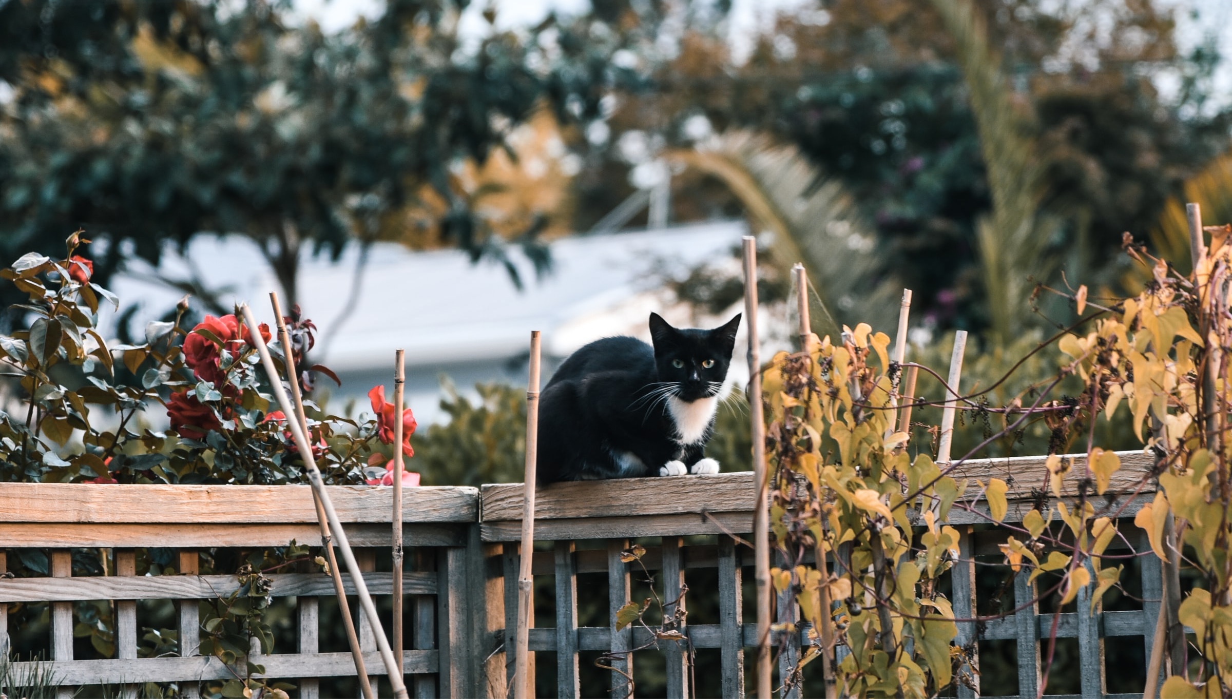 Cat sitting on a fence